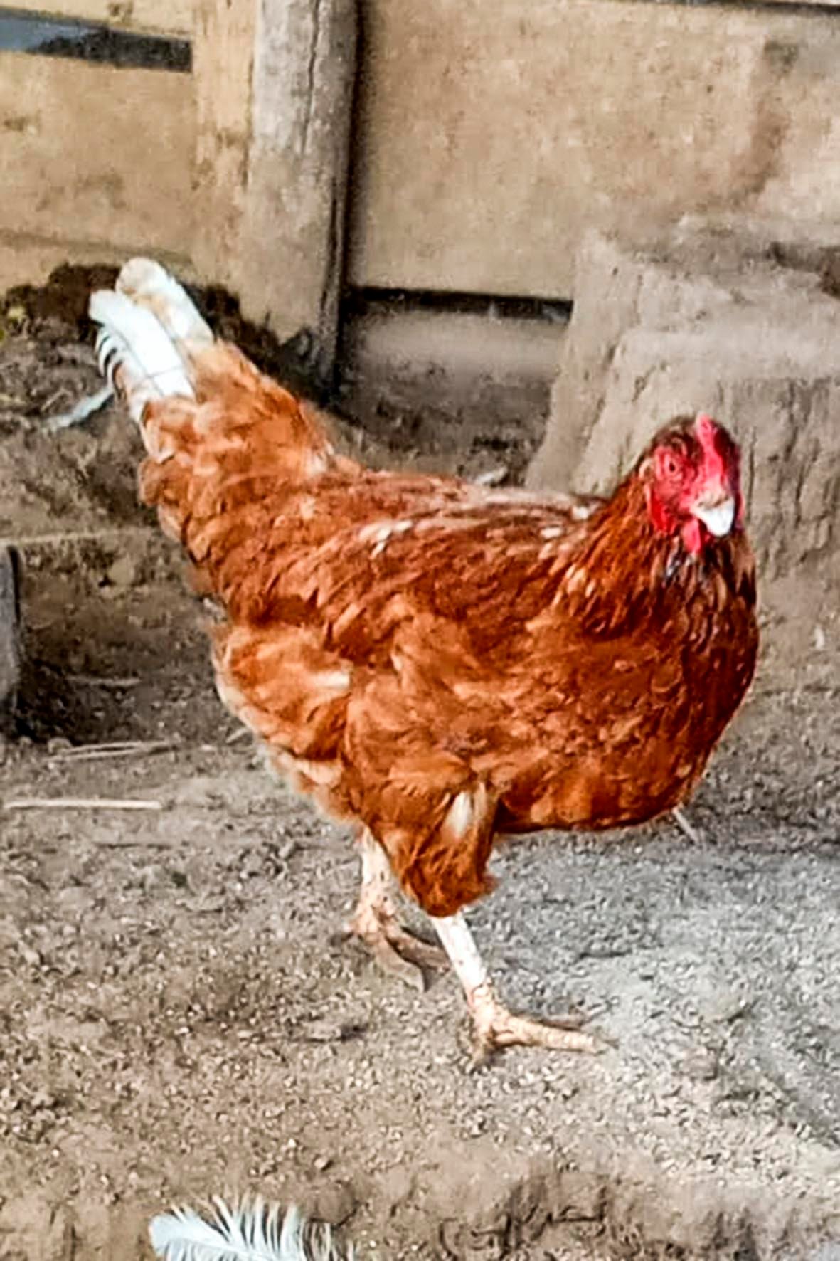 WhatsApp Image 2025-04-03 at 7.35.07 PM (2) copia.jpg